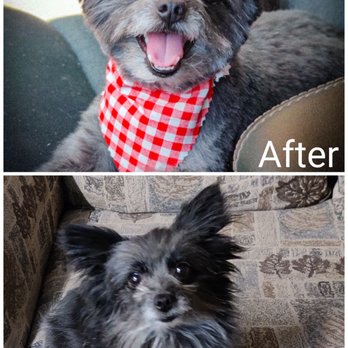 T-DOGS Grooming - 06/25/2020- Before & After from today's groom at T-Dogs Groomer. - Pet Groomers Near Me - La Mesa, California T-DOGS Grooming - 06/25/2020- Before & After from today's groom at T-Dogs Groomer. - Pet Groomers Near Me - La Mesa, California