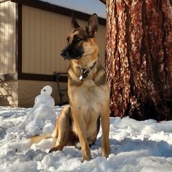 foothill german shepherd rescue