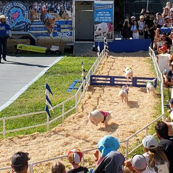 All-Alaskan Racing Pigs - Pigs racing - Pet Training Near Me All-Alaskan Racing Pigs - Pigs racing - Pet Training Near Me