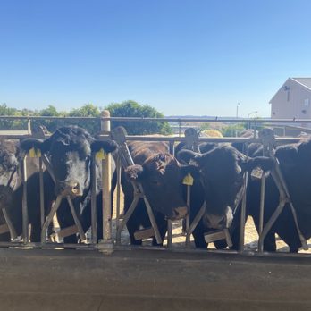 Mt San Antonio College - Cows - Colleges & Universities Near Me - Walnut, California Mt San Antonio College - Cows - Colleges & Universities Near Me - Walnut, California