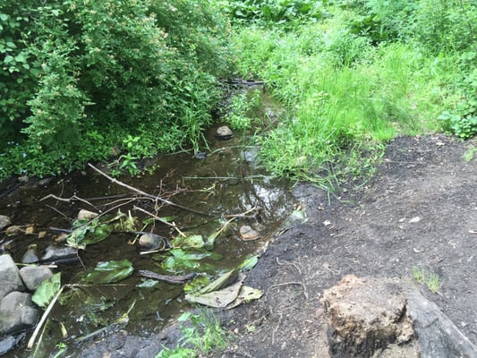 Bubbling Brook Ice Cream by null