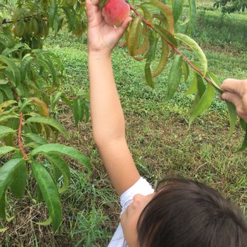 Stover's Farm & U-Pic - PEACHES!!!!! - Pick Your Own Farms Near Me - Berrien Springs, Michigan