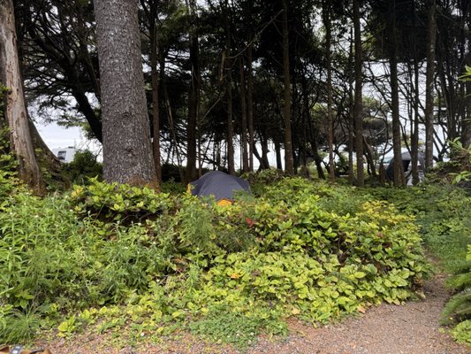Kalaloch Campground by null