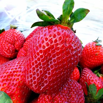 Strawberry Farm - Ice Cream & Frozen Yogurt Near Me - Auckland, AUK Strawberry Farm - Ice Cream & Frozen Yogurt Near Me - Auckland, AUK