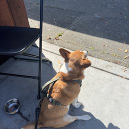 Dogs welcome