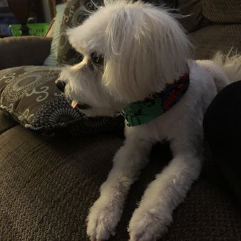 Noah's Arf - Profile shot of my pretty girl. Poodle/ chihuahua mix - Pet Groomers Near Me - Redlands, California
