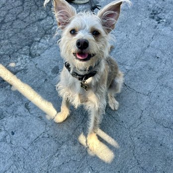 Dog On Fun - Pet Sitting Near Me - Covina, California
