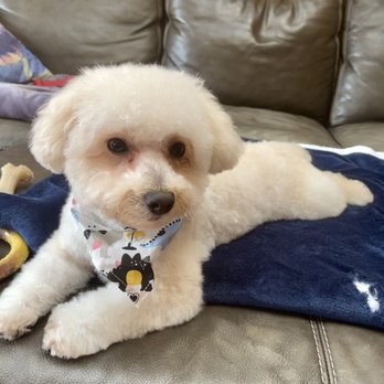 Vivi Pet Care - Maltipoo - Pet Groomers Near Me - Astoria, New York Vivi Pet Care - Maltipoo - Pet Groomers Near Me - Astoria, New York