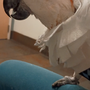 Canyon Pet Hospital - Happy the Cockatoo loves Canyon Pet Hospital! - Veterinarians Near Me - Flagstaff, Arizona Canyon Pet Hospital - Happy the Cockatoo loves Canyon Pet Hospital! - Veterinarians Near Me - Flagstaff, Arizona