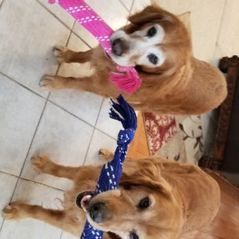 northern country pet supplies