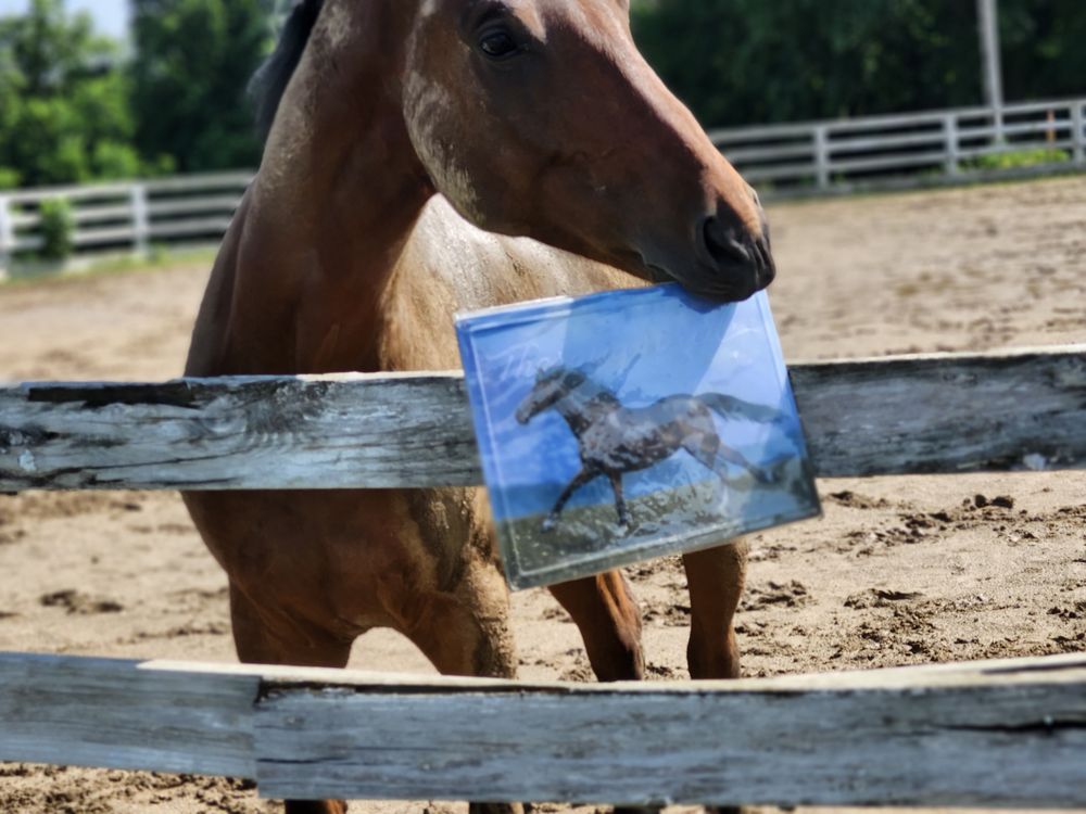 Red Sky Farm Hunter/Jumpers - equestrian in Metamora, IL