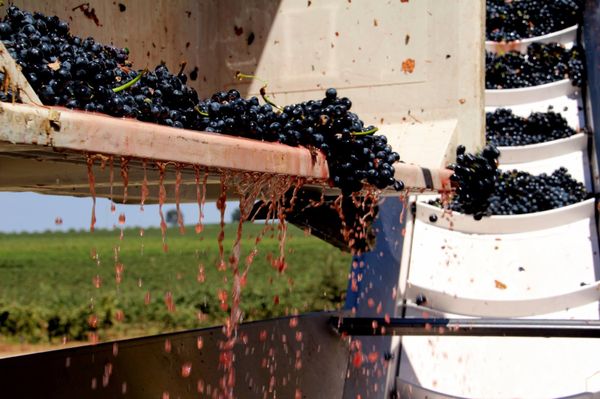 Bokisch Vineyards by null