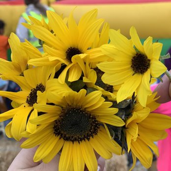 Swank Farms - Pick your own sunflower from the sunflower field - Farmers Market Near Me - Hollister, California Swank Farms - Pick your own sunflower from the sunflower field - Farmers Market Near Me - Hollister, California