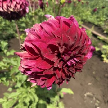 Swan Island Dahlias - Nurseries & Gardening Near Me - Canby, Oregon Swan Island Dahlias - Nurseries & Gardening Near Me - Canby, Oregon