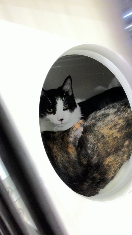 PETBARN Updated May 2024 17 Photos 142 Newmarket Rd, Windsor