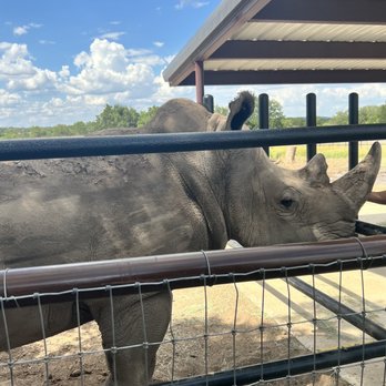 Rhinory - Blake the Rhino! - Wineries Near Me - Fredericksburg, Texas Rhinory - Blake the Rhino! - Wineries Near Me - Fredericksburg, Texas