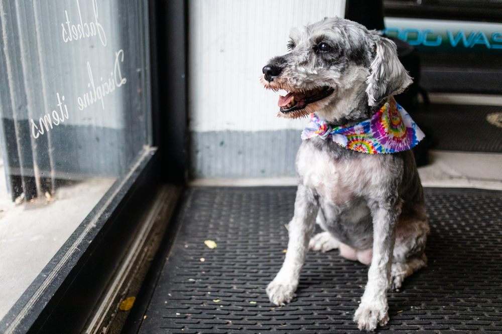 MIA’S BATHHOUSE FOR PETS Updated September 2024 33 Photos & 22