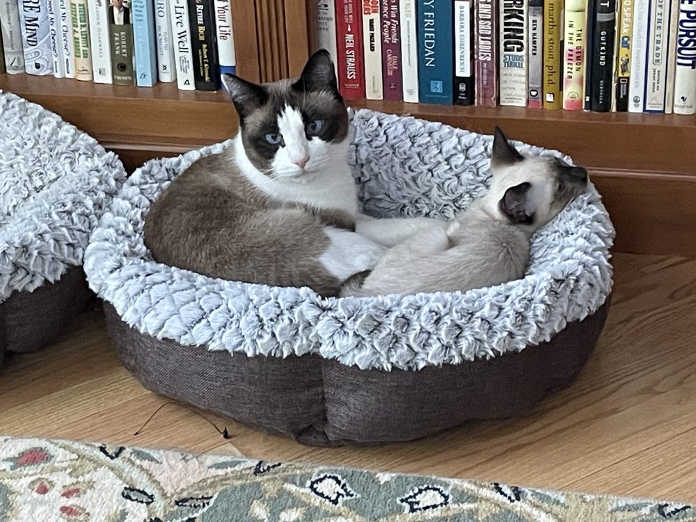 BLUE EYES CATTERY Updated September 2024 26 Photos Saint Marys