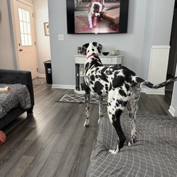 Adoring Pets - Riley watch a movie, she likes this St. Bernard.