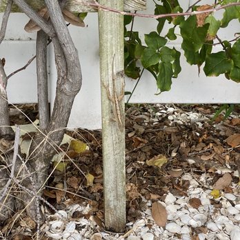 Hibiscus Suites - Lizzard - Hotels Near Me - Sarasota, Florida