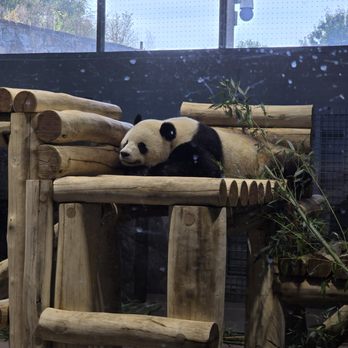 Smithsonian National Zoological Park - Pandas - Zoos Near Me - Washington, DC, District of Columbia Smithsonian National Zoological Park - Pandas - Zoos Near Me - Washington, DC, District of Columbia
