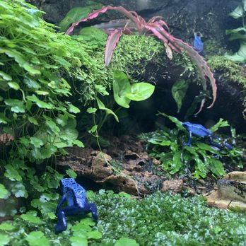 香港海洋公園 - Blue poison dart frogs - Aquariums Near Me - Hong Kong, HK