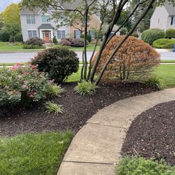 TruGreen Lawn Care - Dead cypress