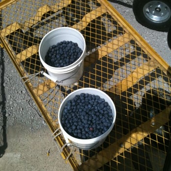 Gold Barn Blueberries - The product - Pick Your Own Farms Near Me - Holland, Michigan Gold Barn Blueberries - The product - Pick Your Own Farms Near Me - Holland, Michigan