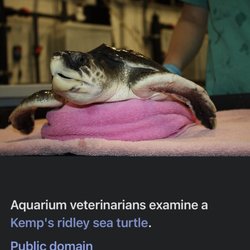 New England Aquarium - Posted with review 10/07/26 Aquarius like me love to visit an Aquarium.