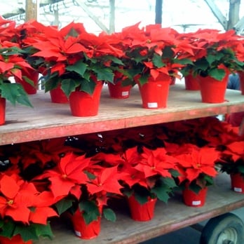 Duarte Nursery - Nurseries & Gardening Near Me - Hughson, California Duarte Nursery - Nurseries & Gardening Near Me - Hughson, California