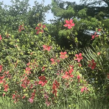 Norfolk Botanical Garden - Venues & Event Spaces Near Me - Norfolk, Virginia Norfolk Botanical Garden - Venues & Event Spaces Near Me - Norfolk, Virginia