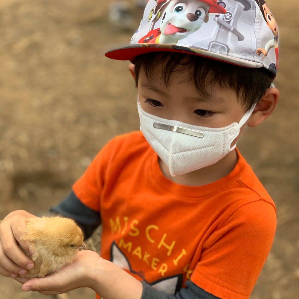 Back-to-Eden Ranch - 小心呵護著小雞們 - Attraction Farms Near Me - Gilroy, California
