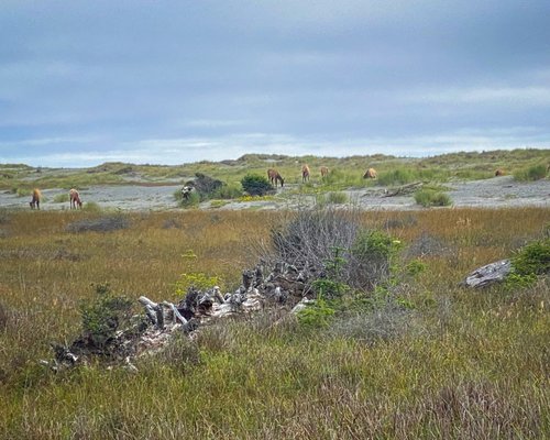 Gold Bluffs Beach Campground by null