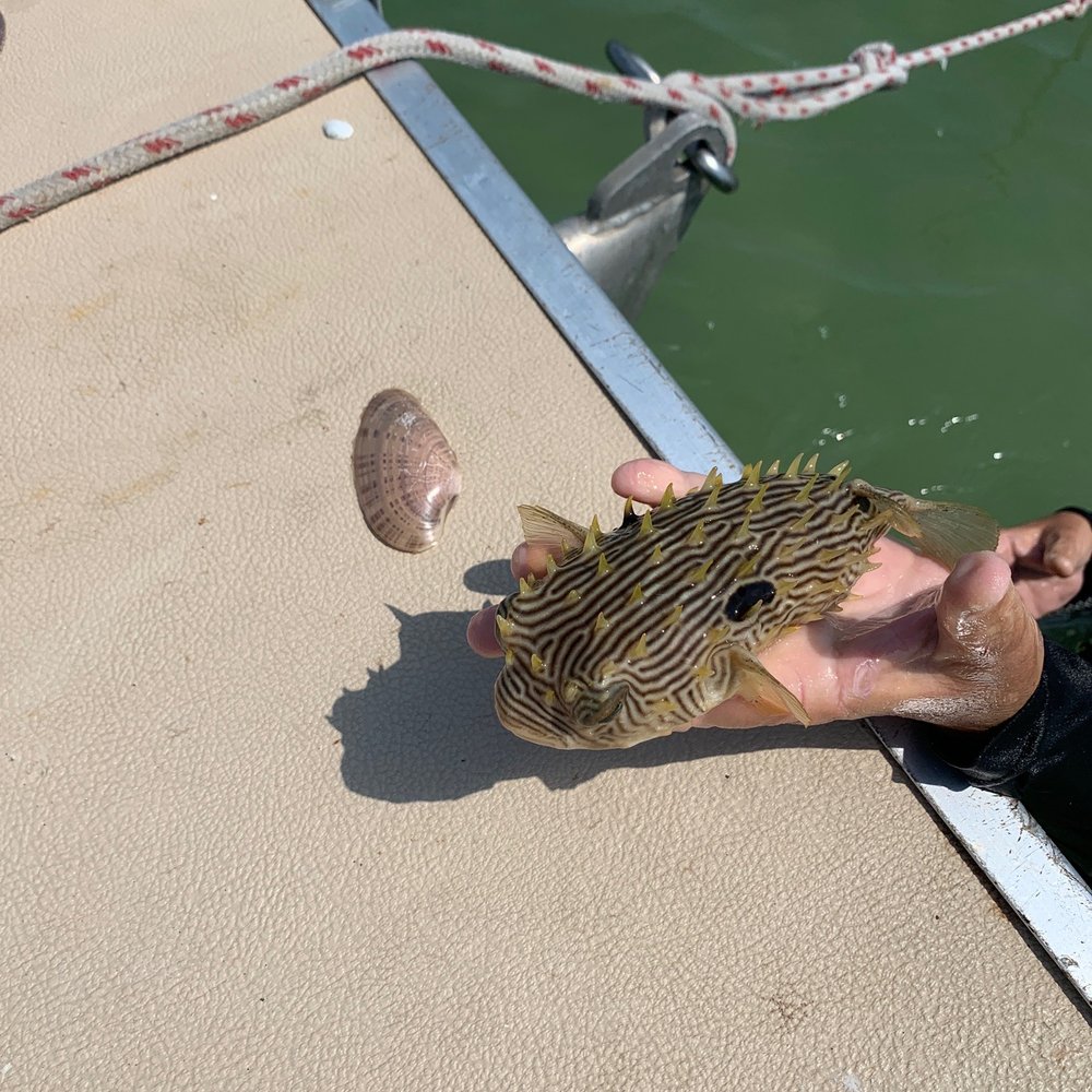 Captain Kim's Charters - Puffer fish - Boat Charters Near Me Captain Kim's Charters - Puffer fish - Boat Charters Near Me