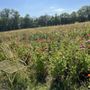 Photo of Bramble’s Edge Farm
