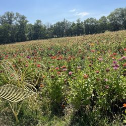 Bramble’s Edge Farm - One of the flower fields