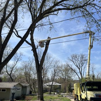Family Tree Service - Tree Services Near Me Family Tree Service - Tree Services Near Me