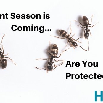 Halt Pest Control - Prevention is key with odorous house, or "sugar" ants! - Pest Control Near Me - Beaverton, Oregon Halt Pest Control - Prevention is key with odorous house, or "sugar" ants! - Pest Control Near Me - Beaverton, Oregon