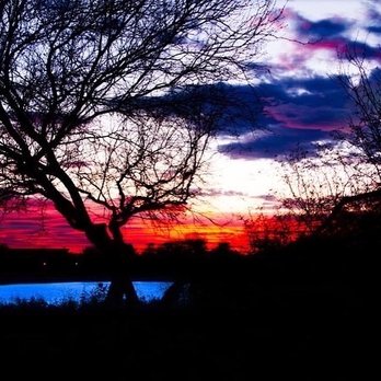 Veterans Oasis Park - Sunset with the tree and the lake - Parks Near Me - Chandler, Arizona Veterans Oasis Park - Sunset with the tree and the lake - Parks Near Me - Chandler, Arizona