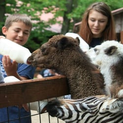 Living Treasures Wild Animal Park of Moraine - Bottle feeding with some of our happy visitors!