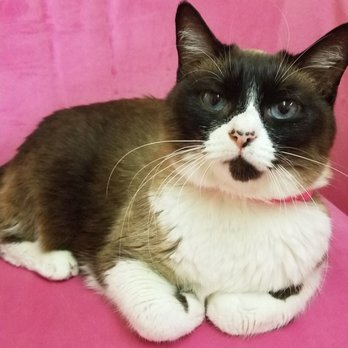 The Casual Cat Cafe - Angelica is a sweetie - Pet Stores Near Me - Richland Hills, Texas
