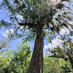 Tall Cypress Natural Area