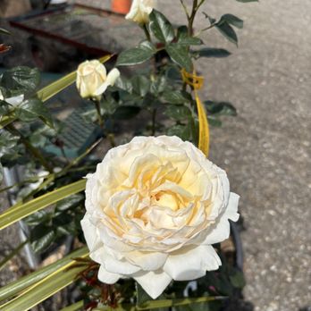 Horizon Nursery - Roses - Nurseries & Gardening Near Me - Santa Fe Springs, California