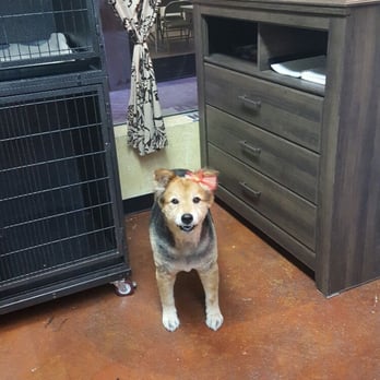 Jessica's Puppy Parlor - This little lady came in to get all cleaned up! - Pet Groomers Near Me - Redding, California Jessica's Puppy Parlor - This little lady came in to get all cleaned up! - Pet Groomers Near Me - Redding, California