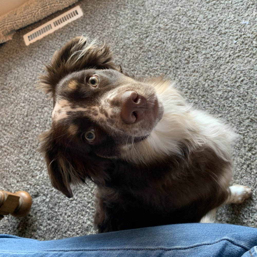 Teddy loves The Collar Club!