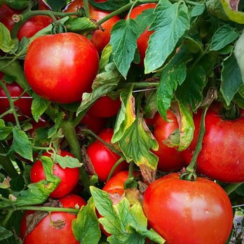 Mackintosh Fruit Farm - Huge tomatoes. - Farmers Market Near Me - Berryville, Virginia Mackintosh Fruit Farm - Huge tomatoes. - Farmers Market Near Me - Berryville, Virginia
