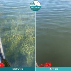 Waterfront Restoration - Before and After photo of submerged lakeweed removal using manual SCUBA by the root removal.