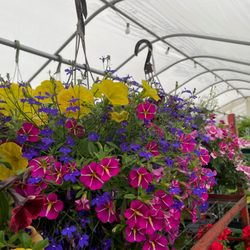 Glover Nursery - Hanging baskets with colorful annuals at Glover Nursery