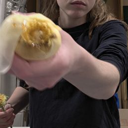 This is a rose that I had to trash. It was rotten through. I removed it from the stem and am showing the underside with the rotten part. This is a rose that I had to trash. It was rotten through. I removed it from the stem and am showing the underside with the rotten part.
