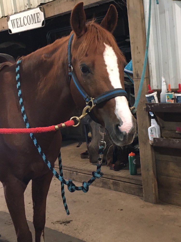 HILLSIDE EQUESTRIAN MEADOWS 18 Photos 1260 Woodtick Rd, Wolcott